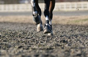 horse-galloping-2021-09-01-05-17-21-utc